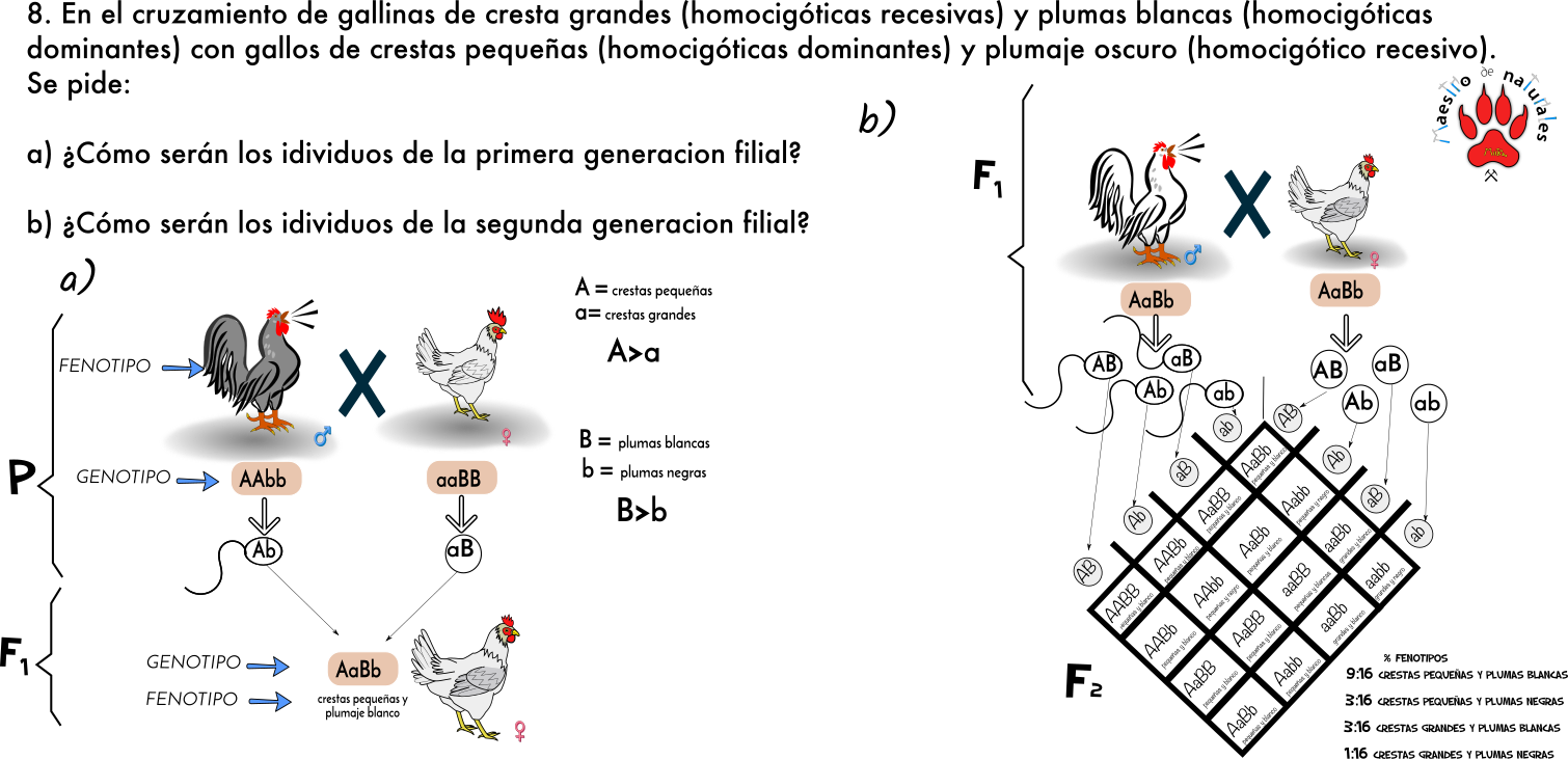 Leyes De Mendel Mapa Conceptual Png Nietma Images